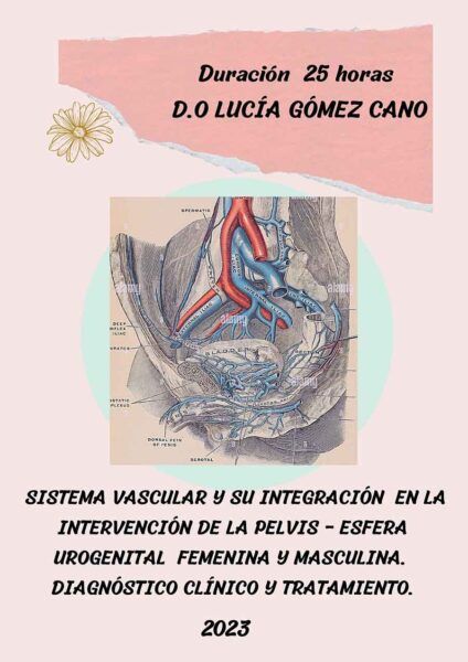 integracion del sistema vascular de la pelvis